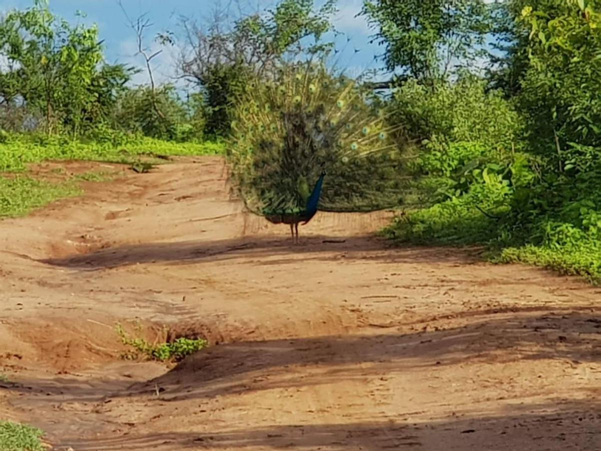 אודוואלאווה Palm Land Eco Resort And Safari Tours מראה חיצוני תמונה